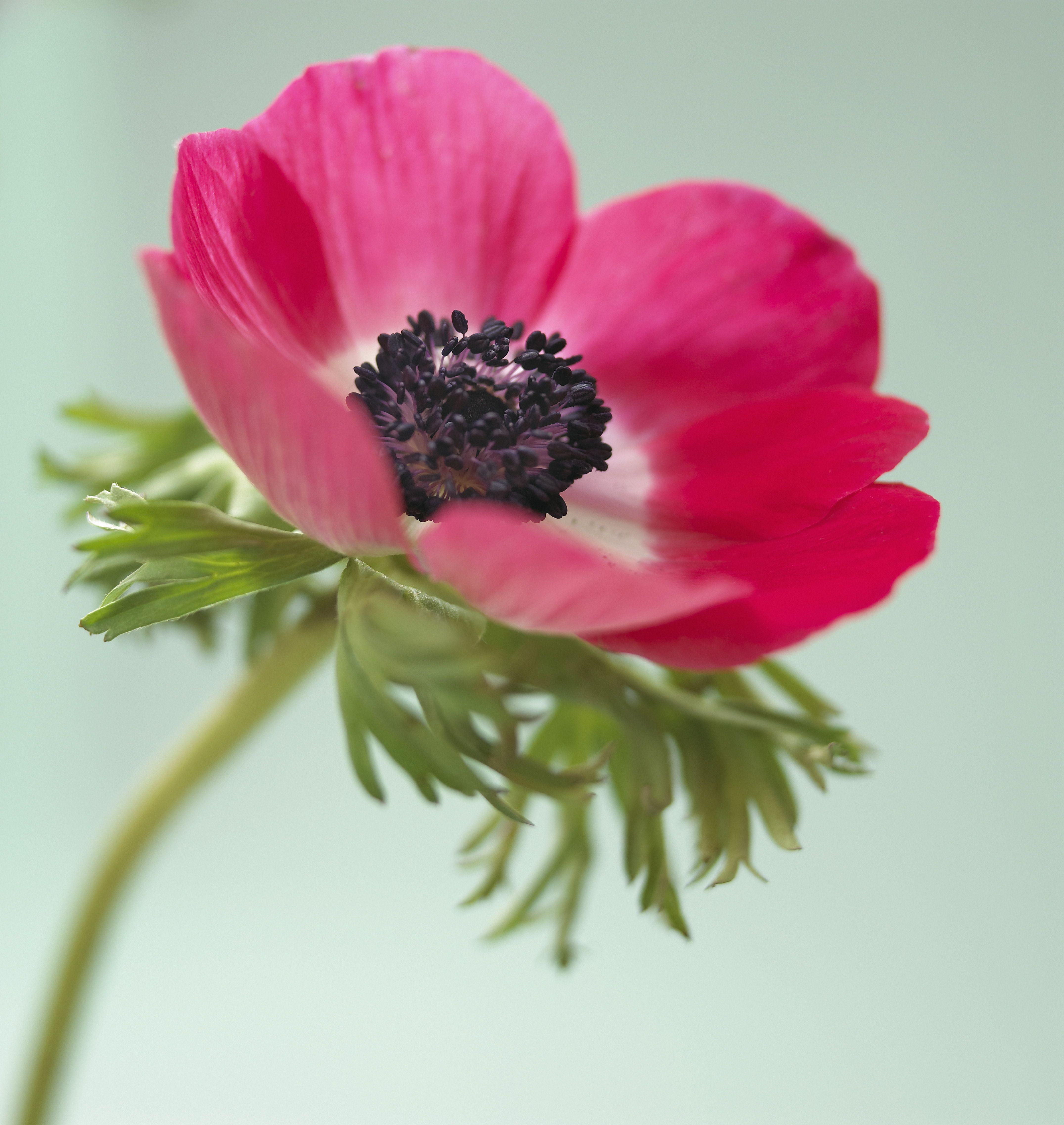 4302x4550 Pretty Flower Image