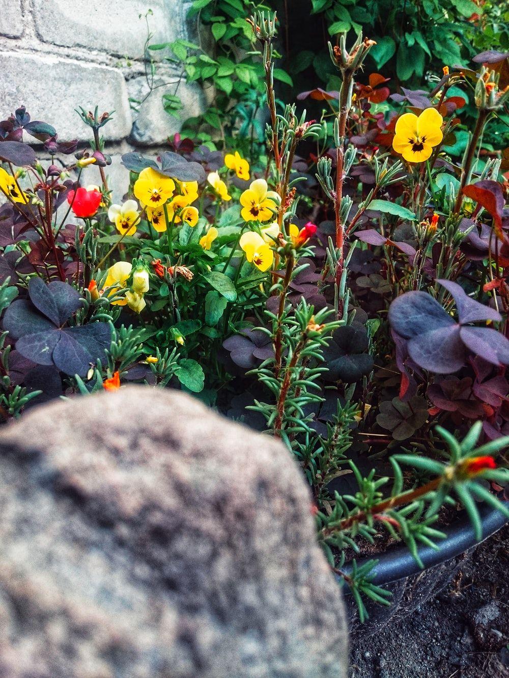 1000x1333 Flower Garden Picture. Download Free .com