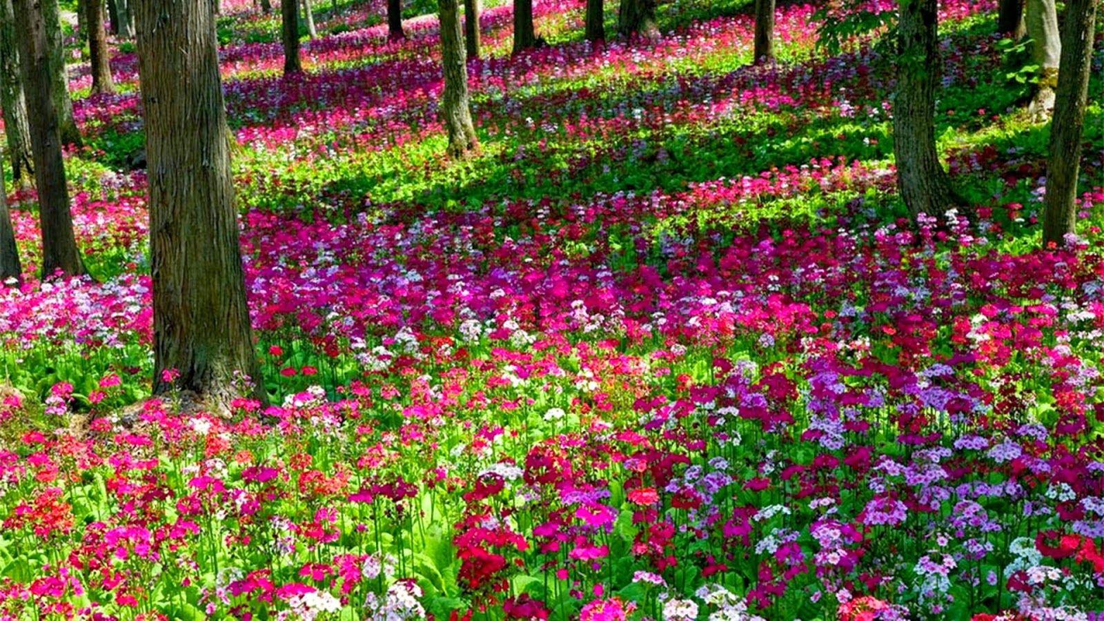 1600x900 Beautiful Garden Flowers Wallpaper .nicepicz Gallery.