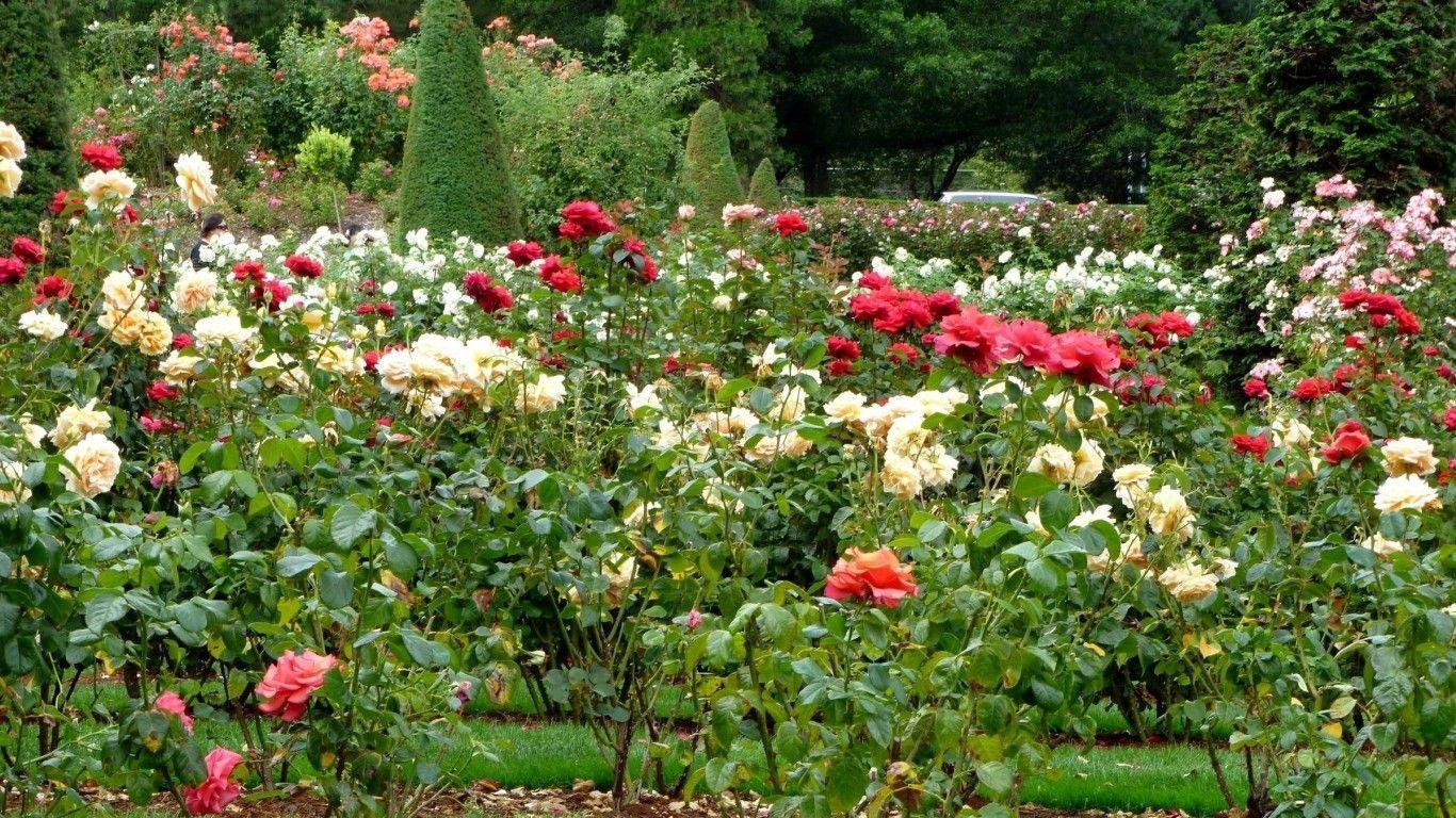 1366x768 Flowers Nature Roses Rose Beautiful .