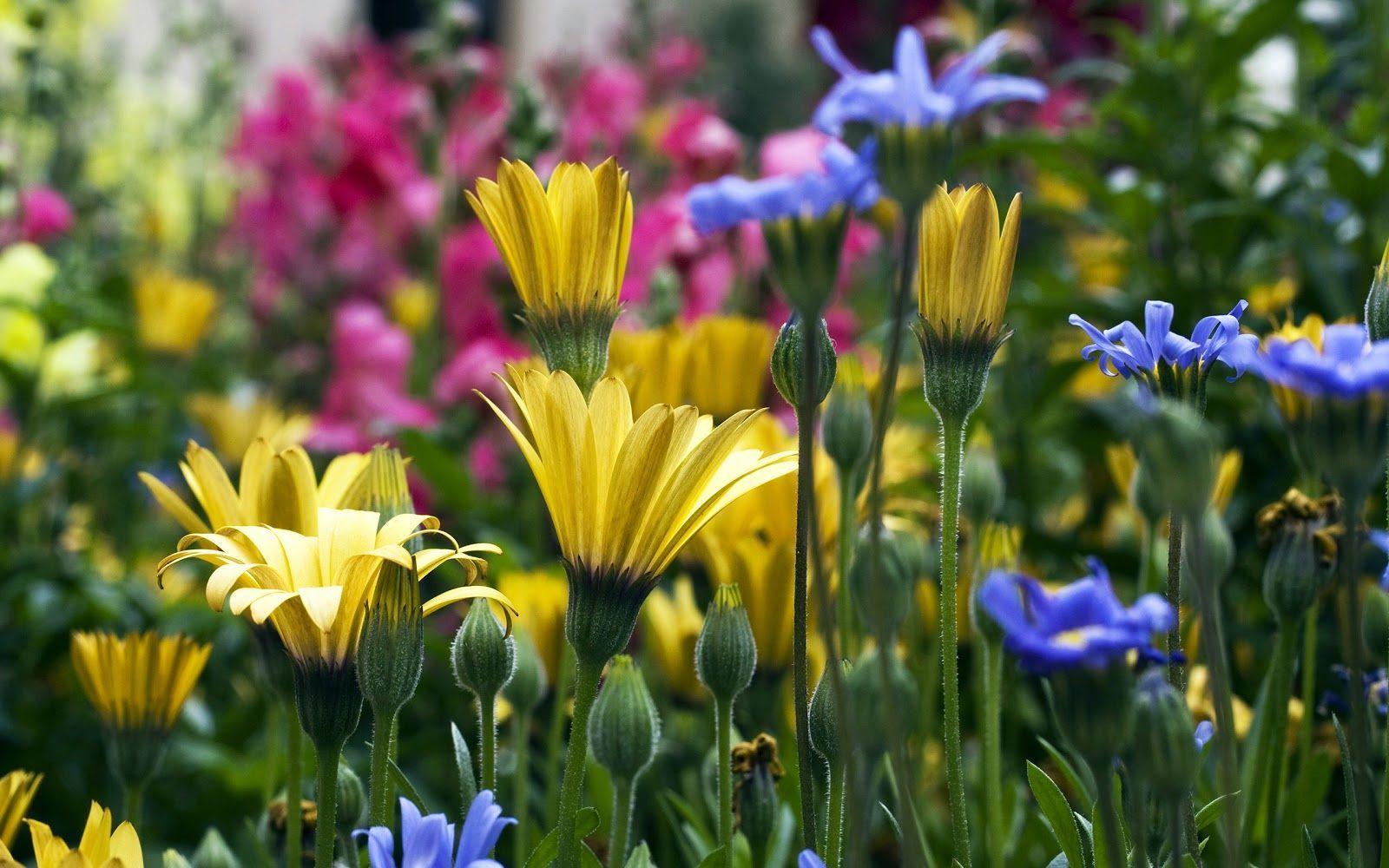 1600x1000 Flowers. Beautiful Flowers. Flower .com