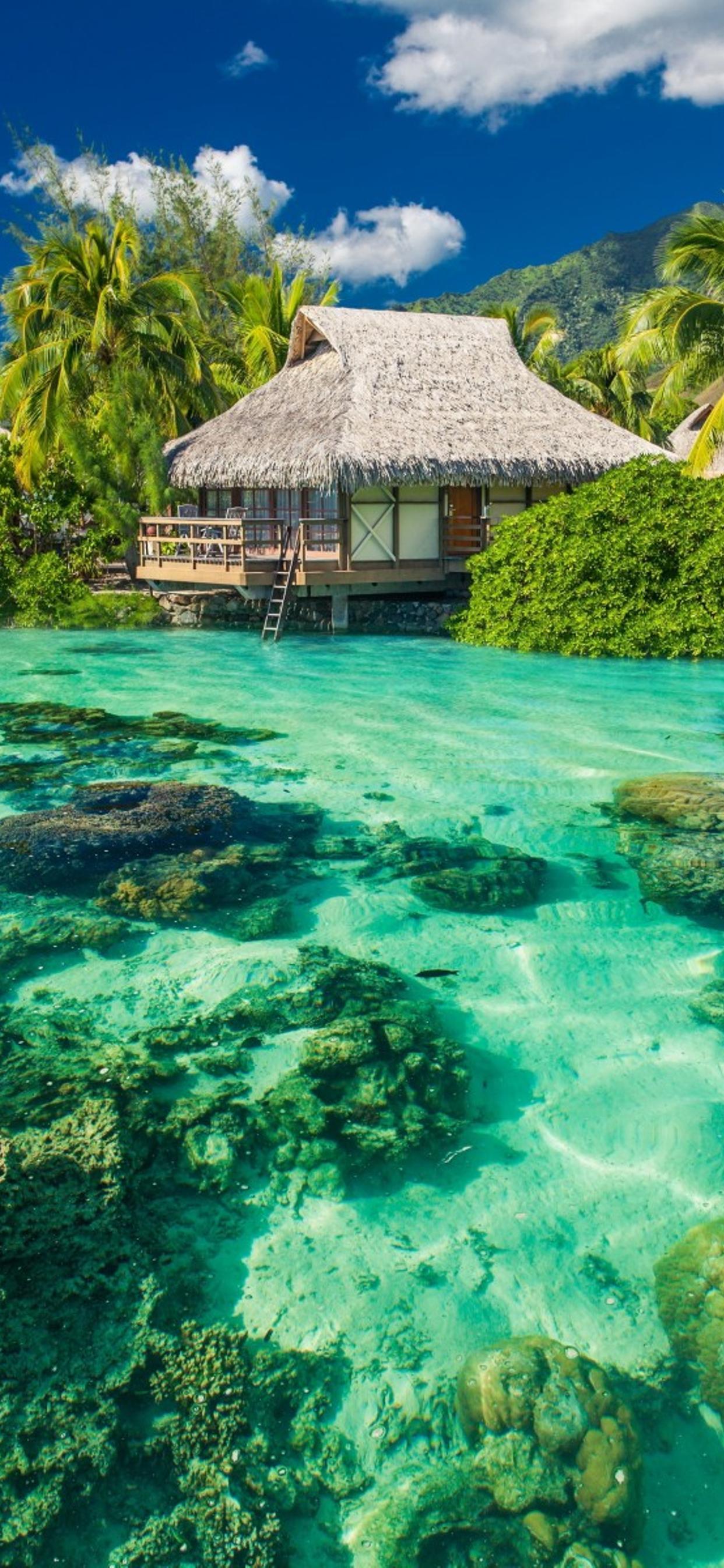 1242x2688 Tropical summer holiday .