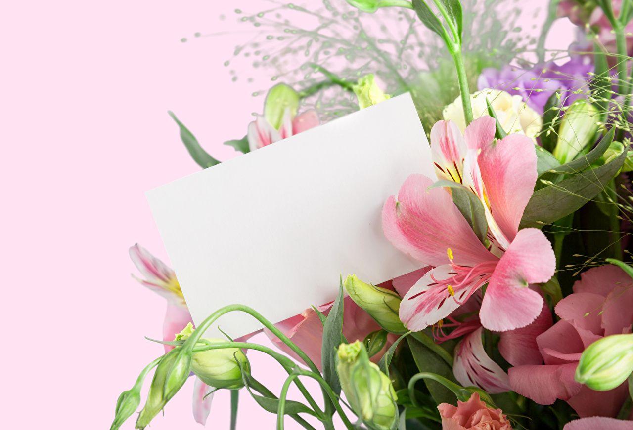 1280x871 paper flower Alstroemeria