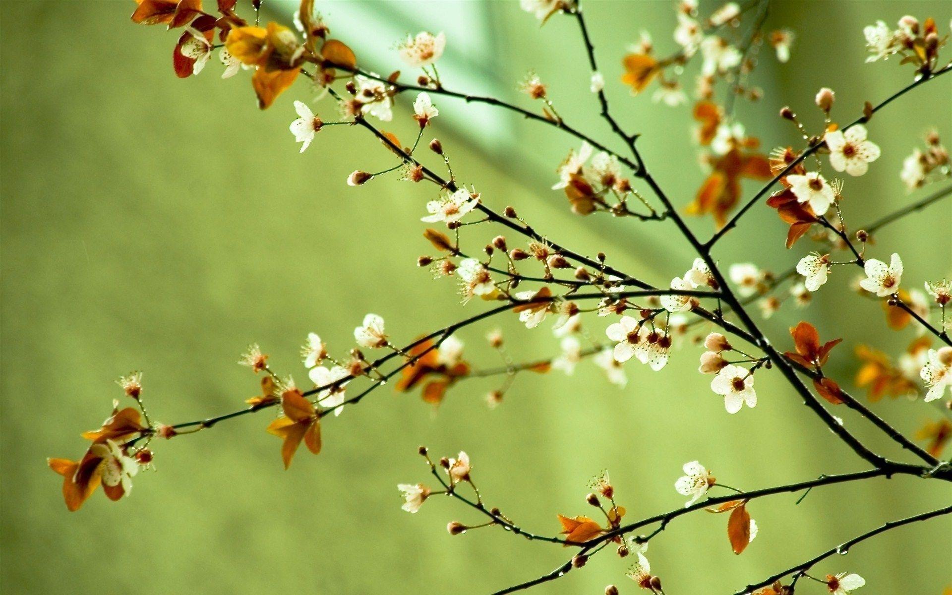 1920x1200 Free Spring Flowers, Download Free Clip .clipart