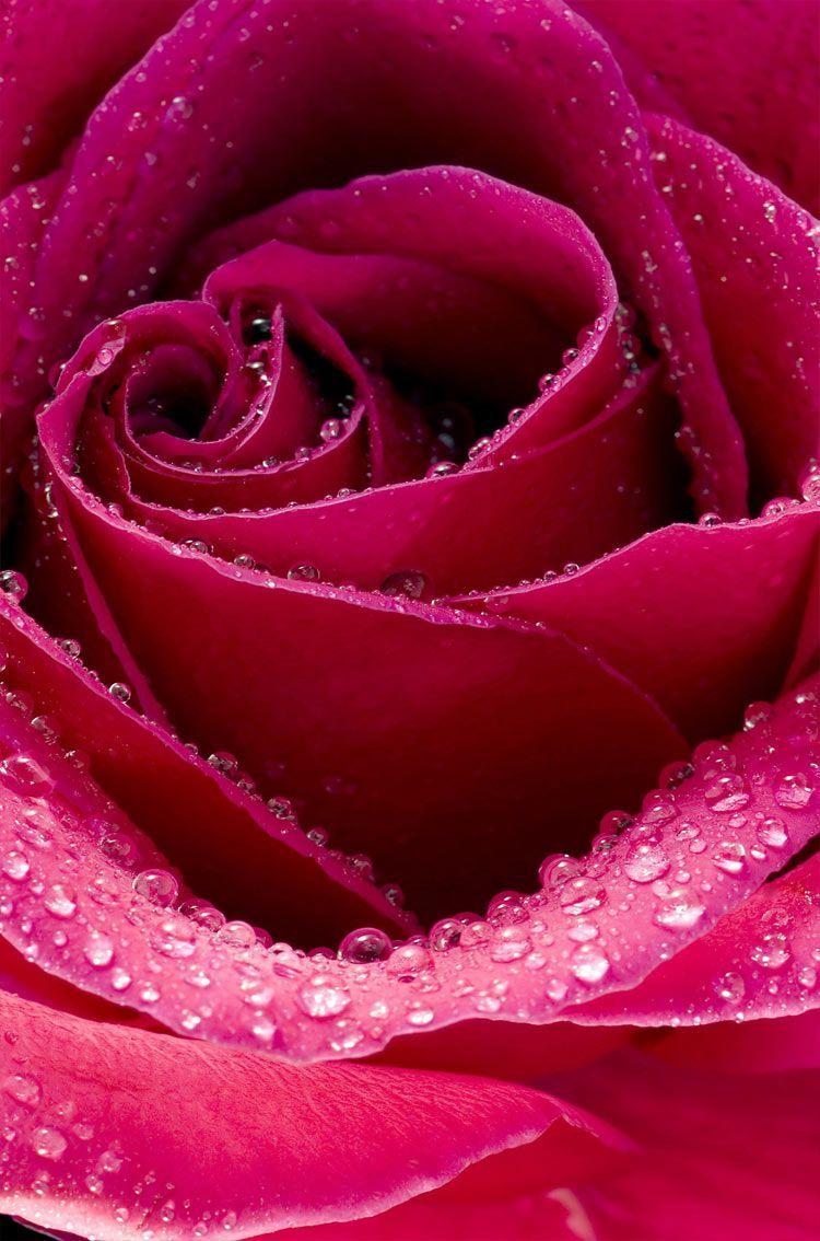 750x1134 Wall Paper Rose Flower Wallpaper HD .