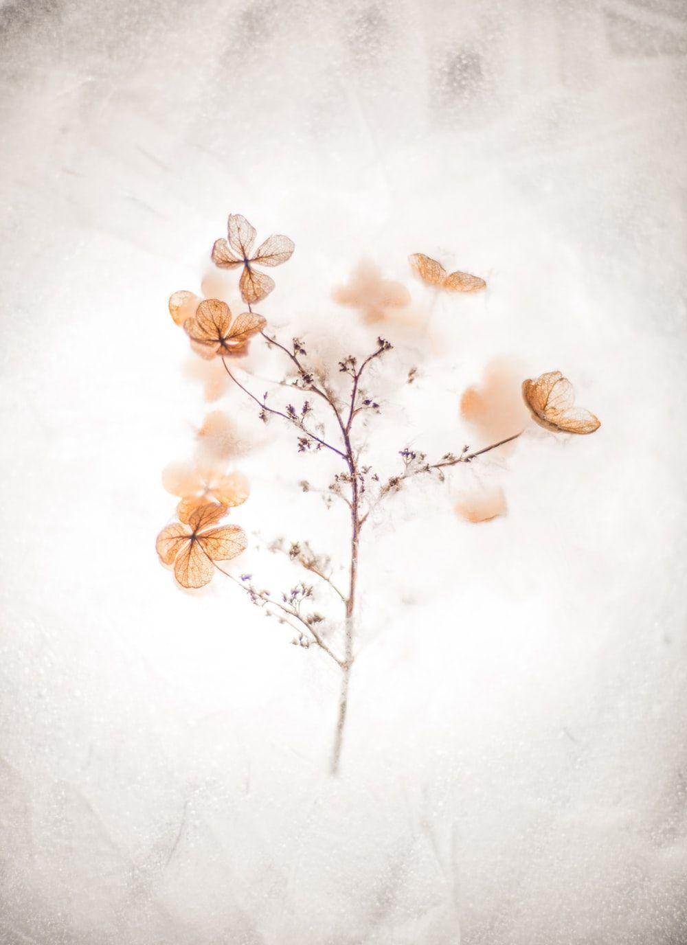 1000x1376 Floral Background Image: Download .com