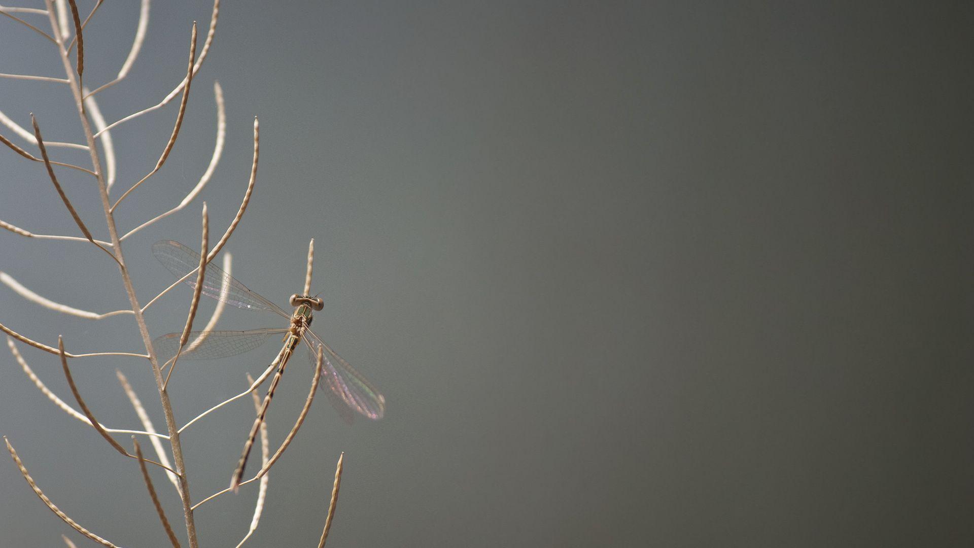 1920x1080 Wallpaper, dragonfly, donaldpipowitch .