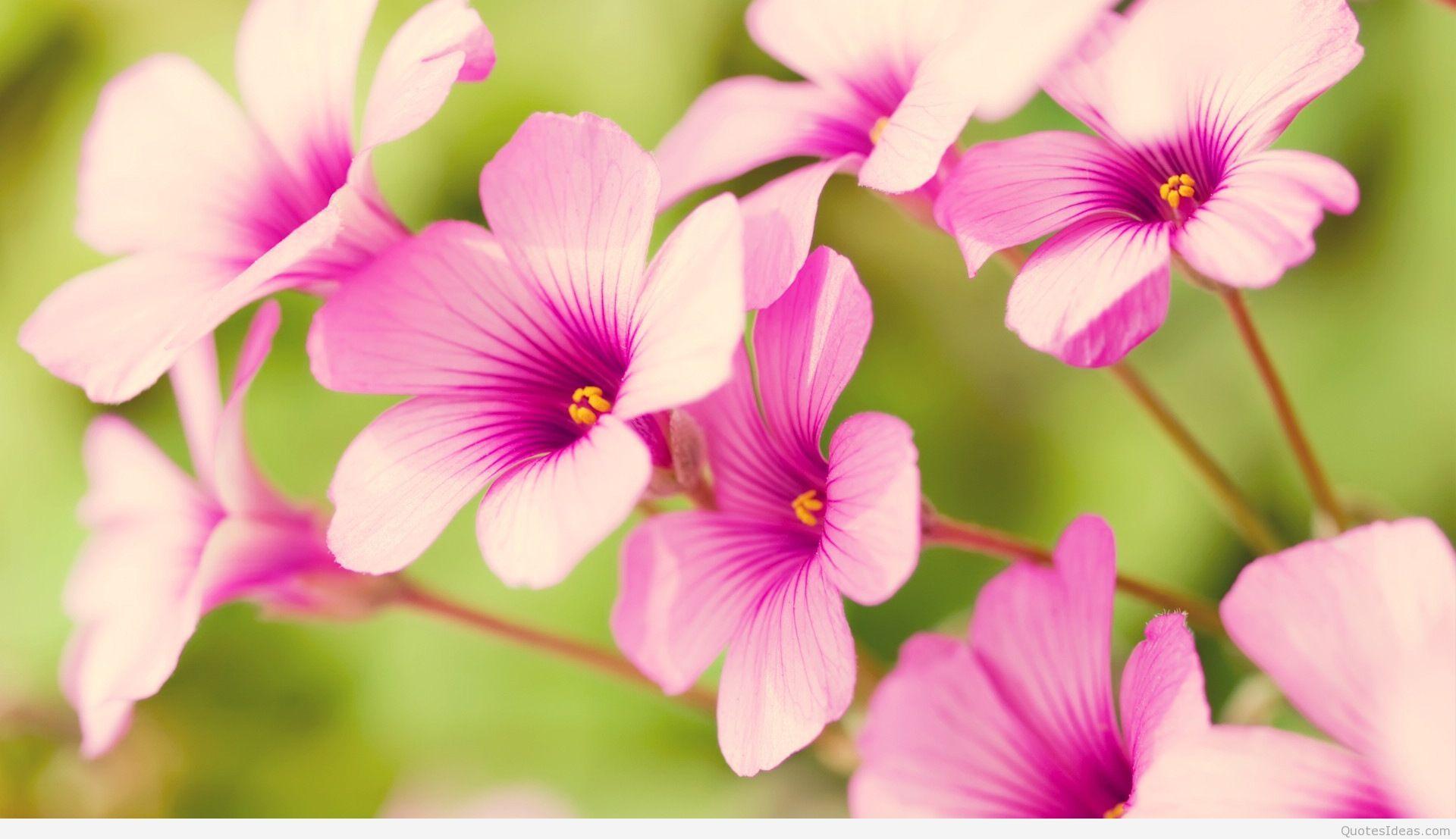1920x1107 Awesome Wallpaper Of Flowers .
