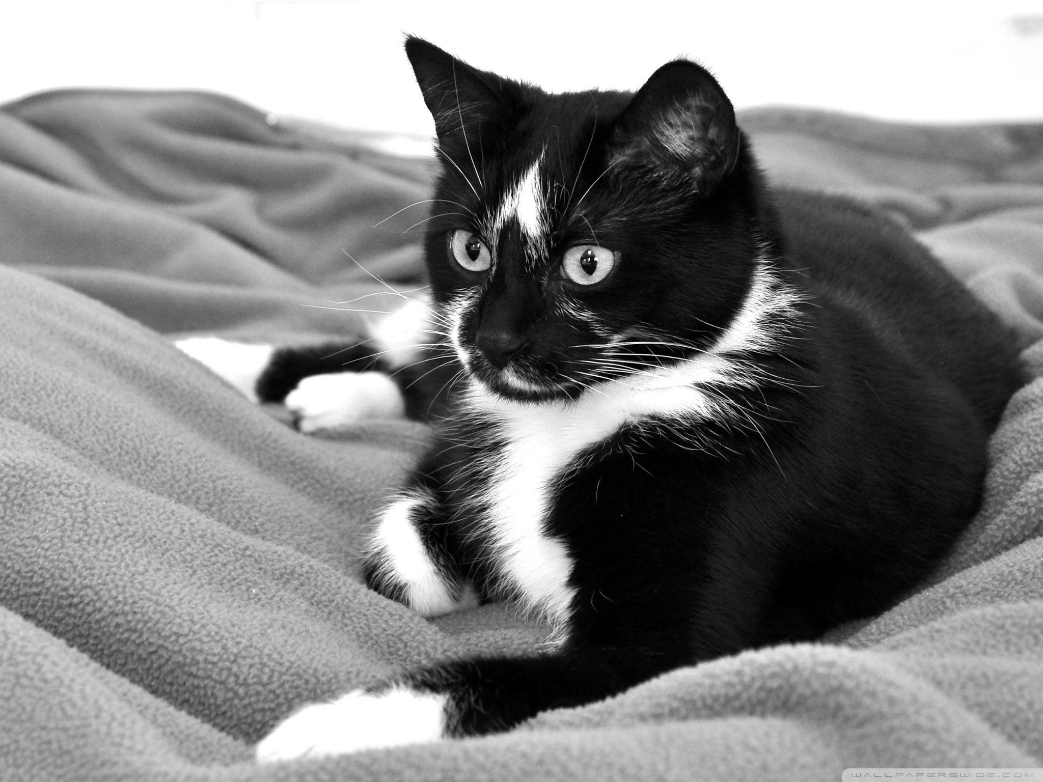 Black And White Cat Wallpapers Top Free Black And White Cat Backgrounds Wallpaperaccess