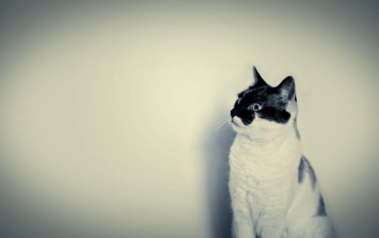 1280x804 Cute Black and White Cat wallpaper. Cute Black and White Cat stock