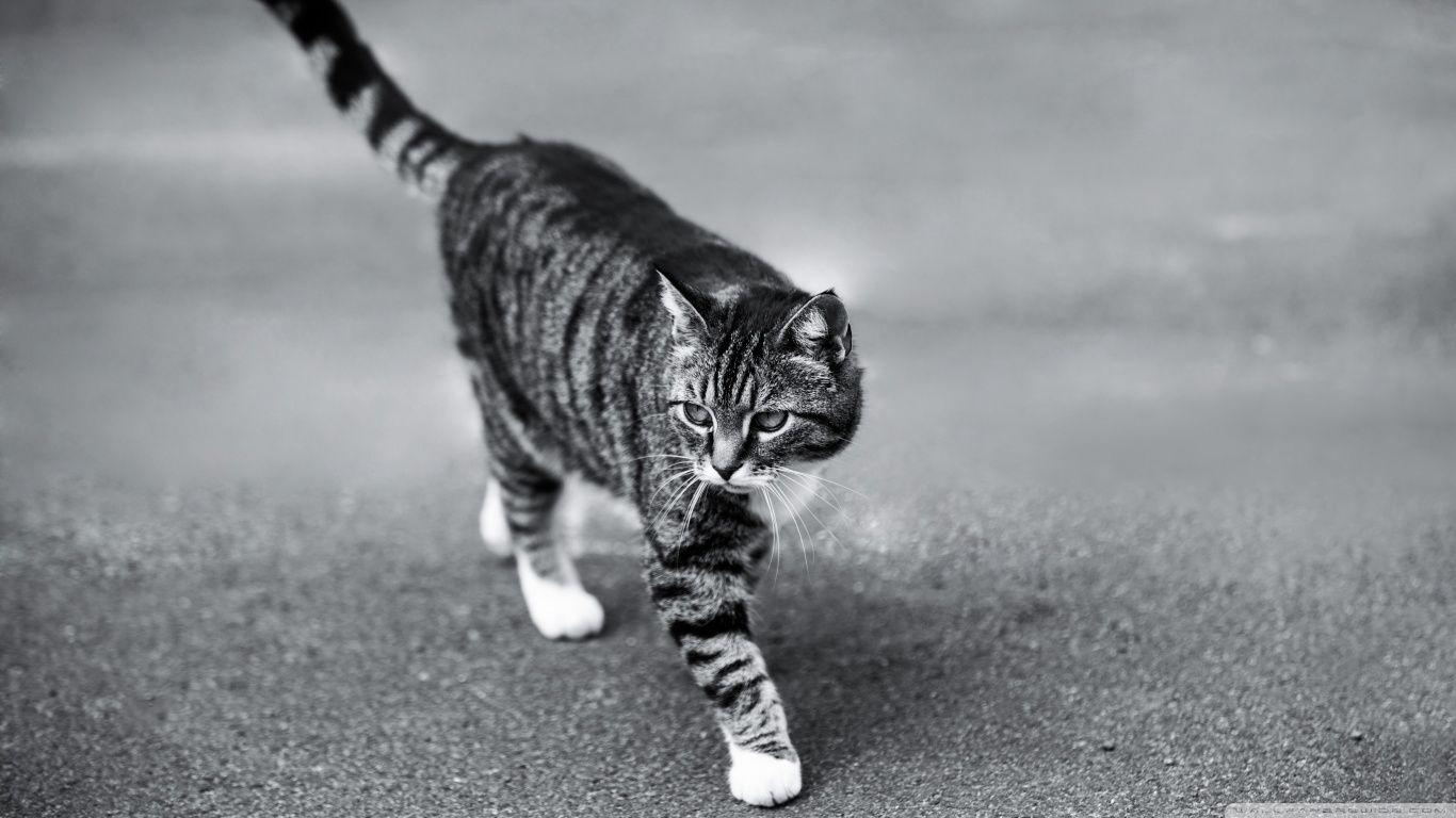 1366x768 Cat ❤ 4K HD Desktop Wallpaper for 4K Ultra HD TV • Wide & Ultra