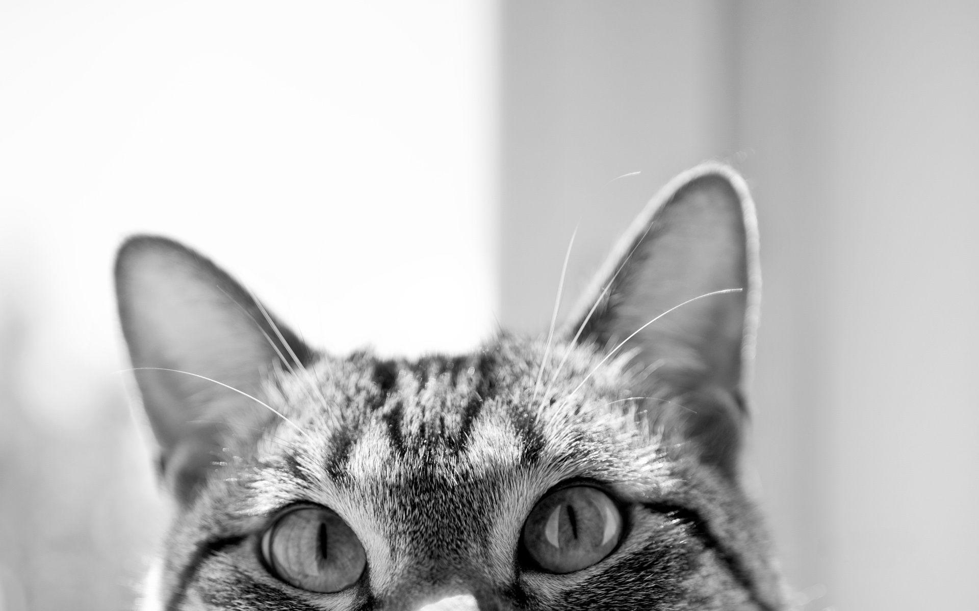 1920x1200 Wallpaper cat, black and white desktop Type Of Cats at