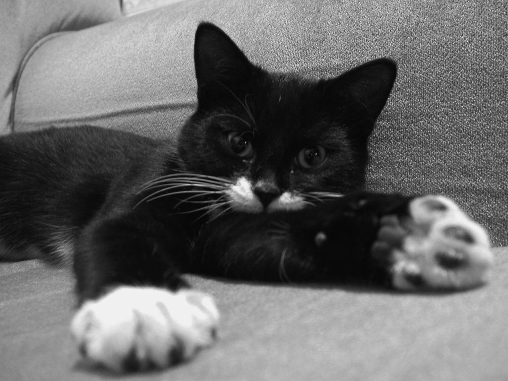 1024x768 Pics of black and white cat wallpaper