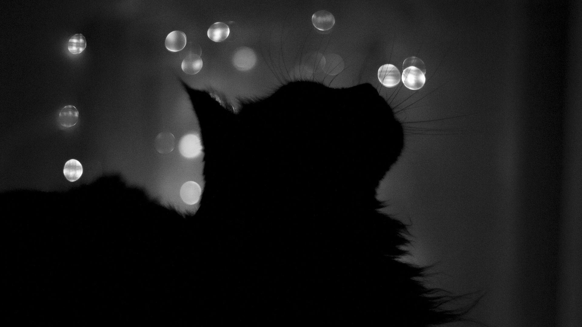 Black and White Cat Wallpapers - Top Free Black and White Cat