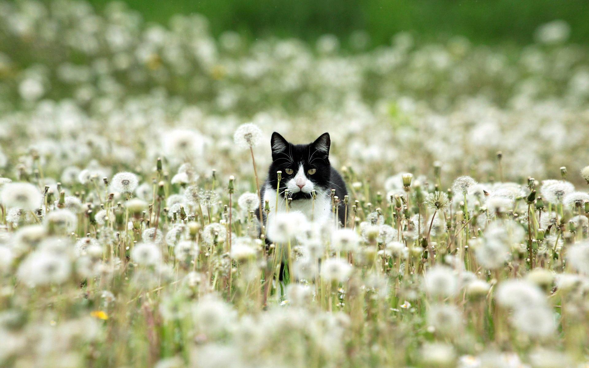 1920x1200 Black and white cat in dandelions wallpaper and image