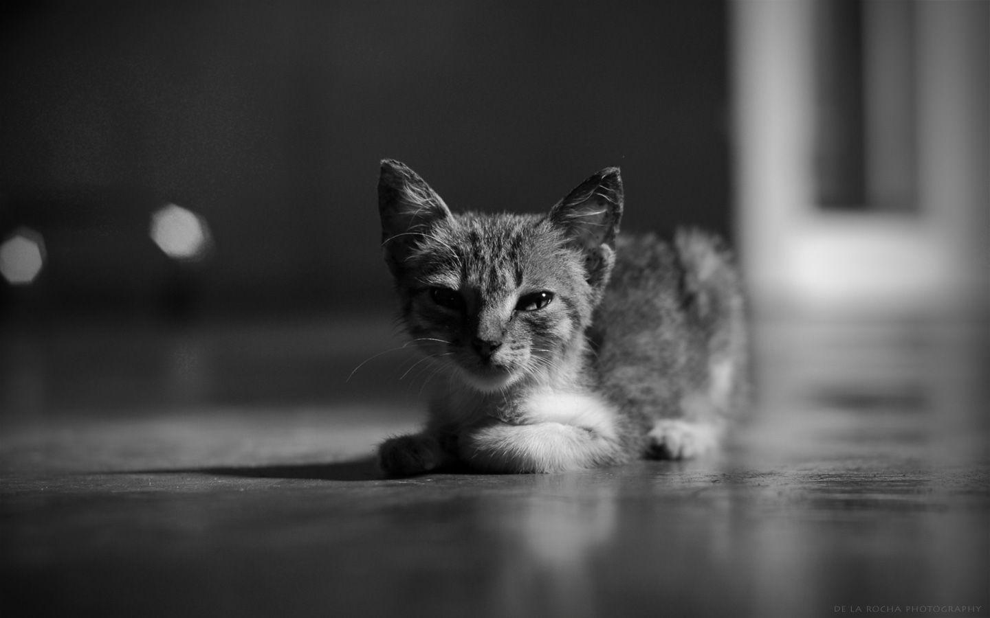 1440x900 cat black & white by de la rocha