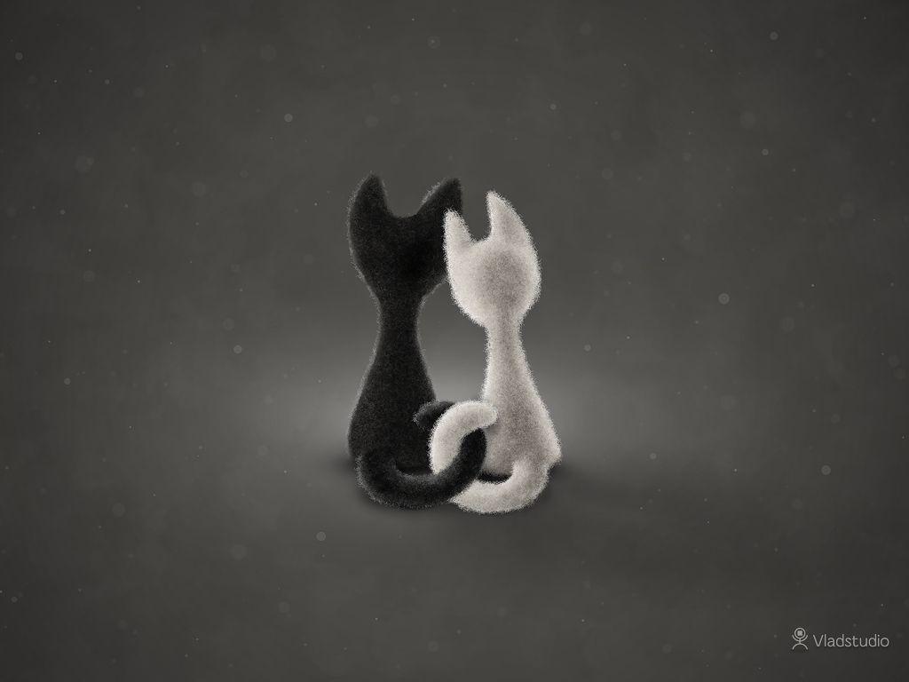 1024x768 Black And White Cat Wallpaper