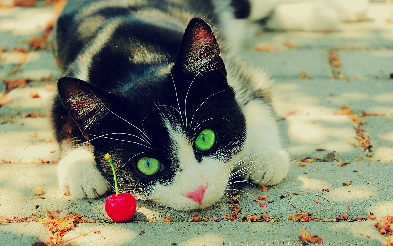 1536x960 black and white cat wallpaper