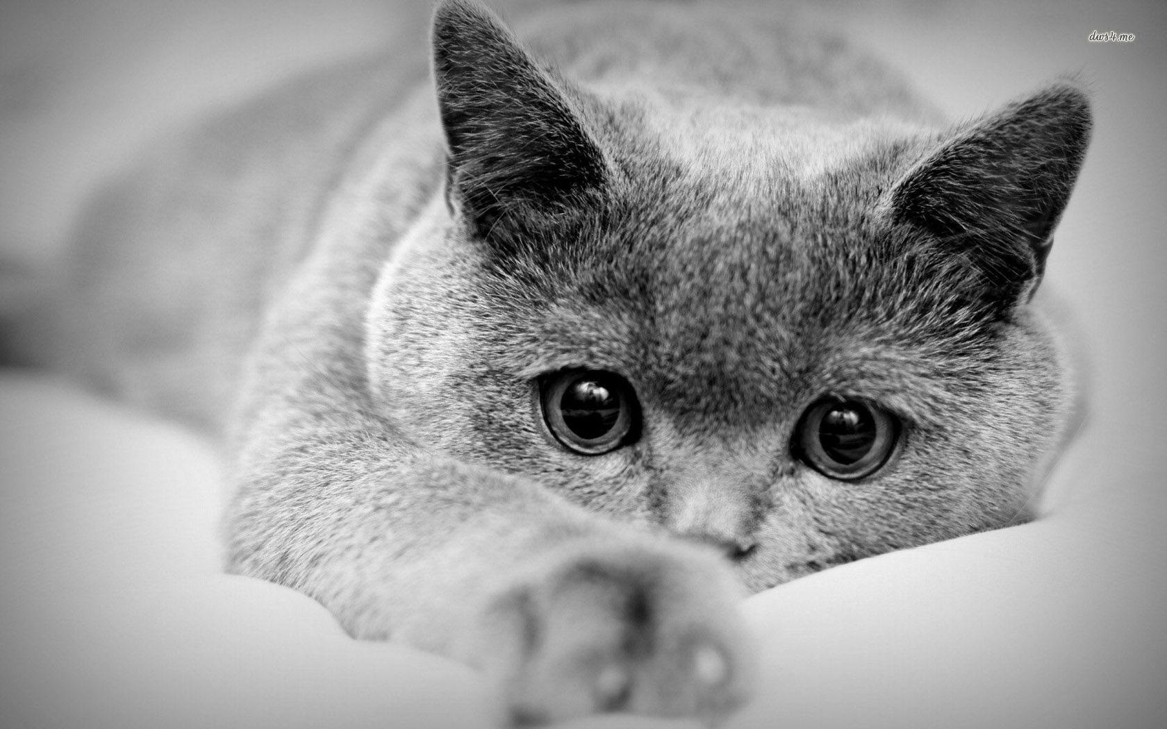 1680x1050 Cat Wallpaper Black White. Wallpaper HD Quality