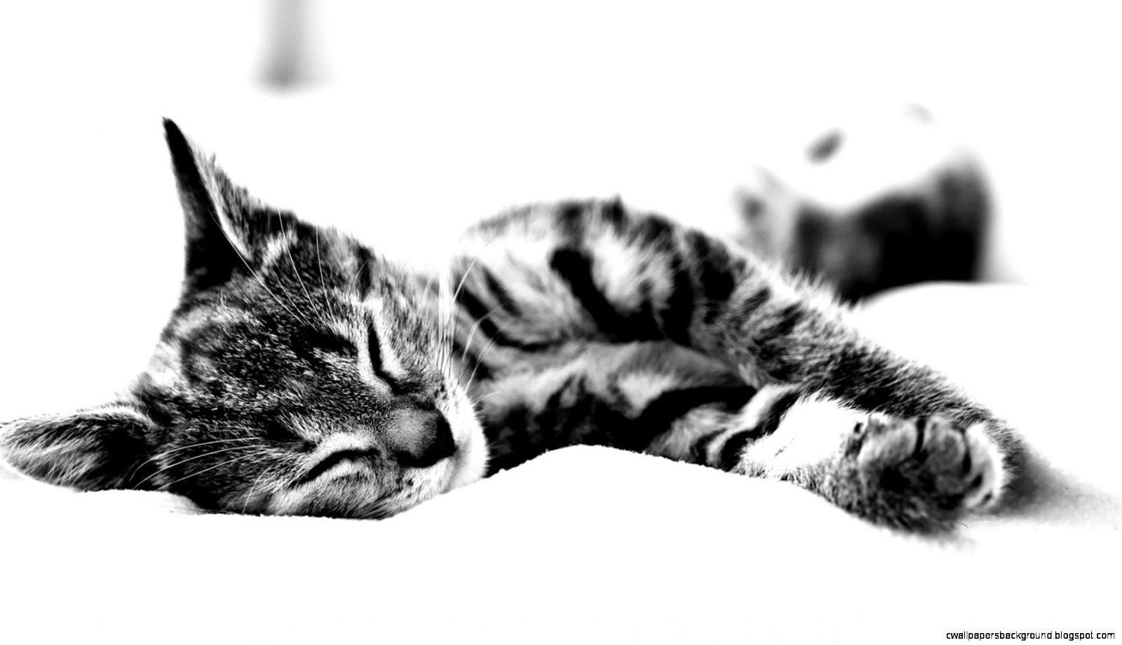 1600x920 Sleeping Cat Wallpaper