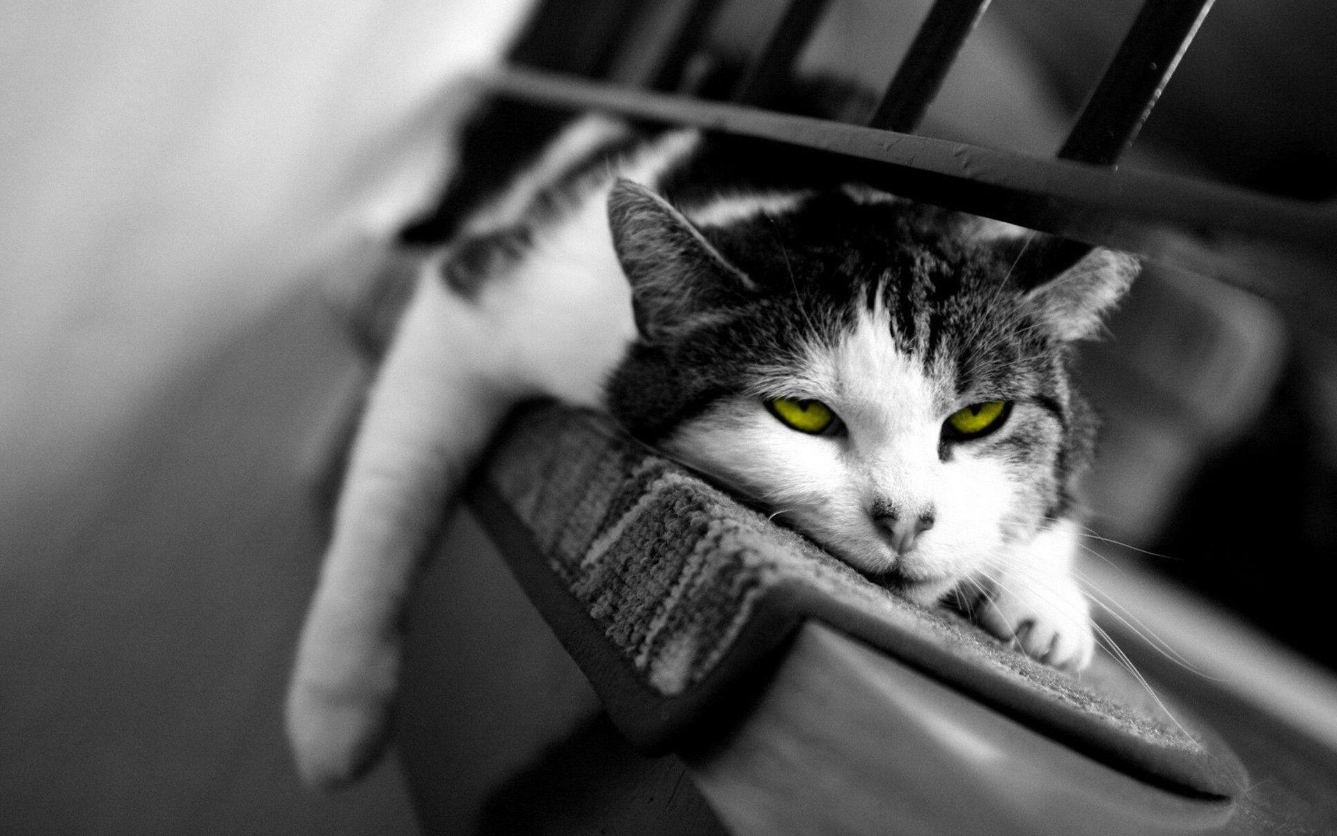 1920x1200 Cat Black And White HD Widescreen Desktop Wallpaper wallpaper at