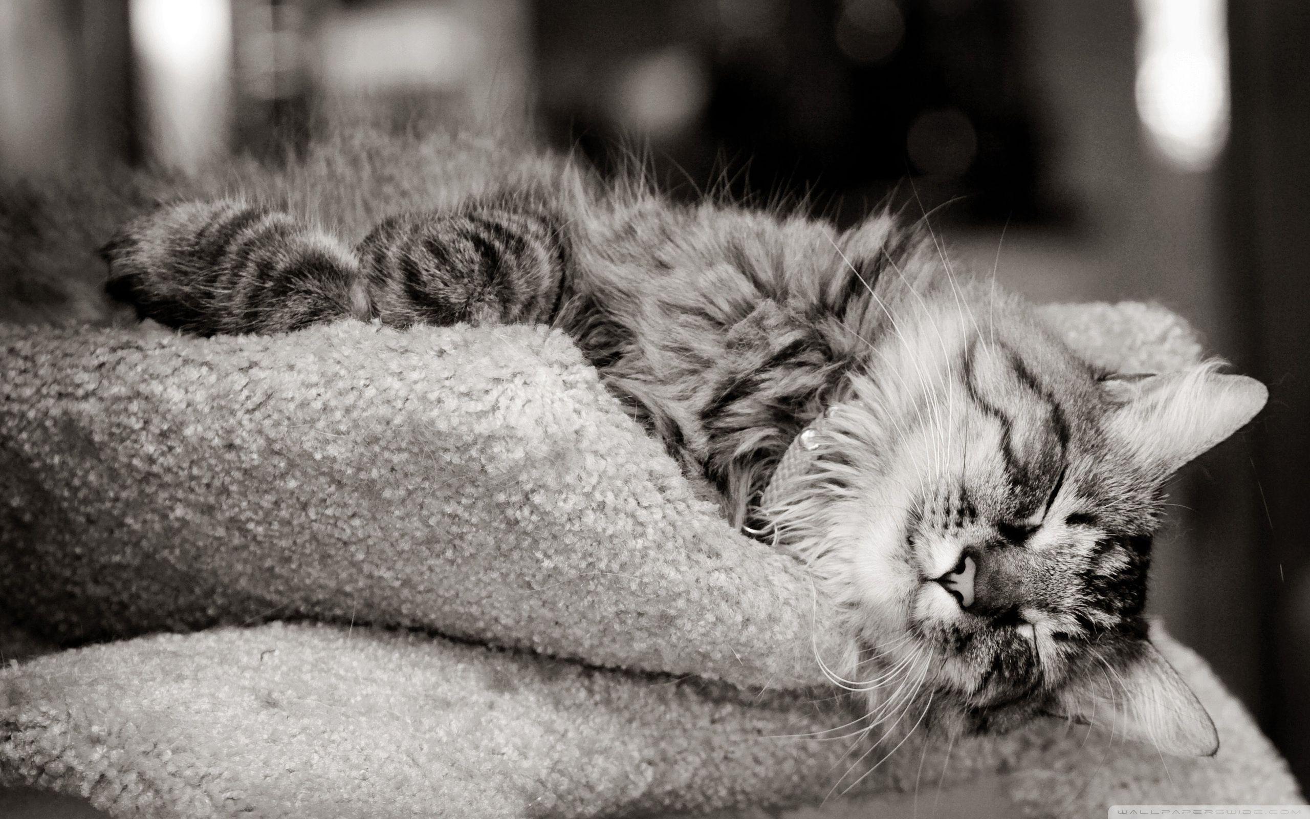 2560x1600 Cat Sleeping Black And White ❤ 4K HD Desktop Wallpaper for 4K Ultra