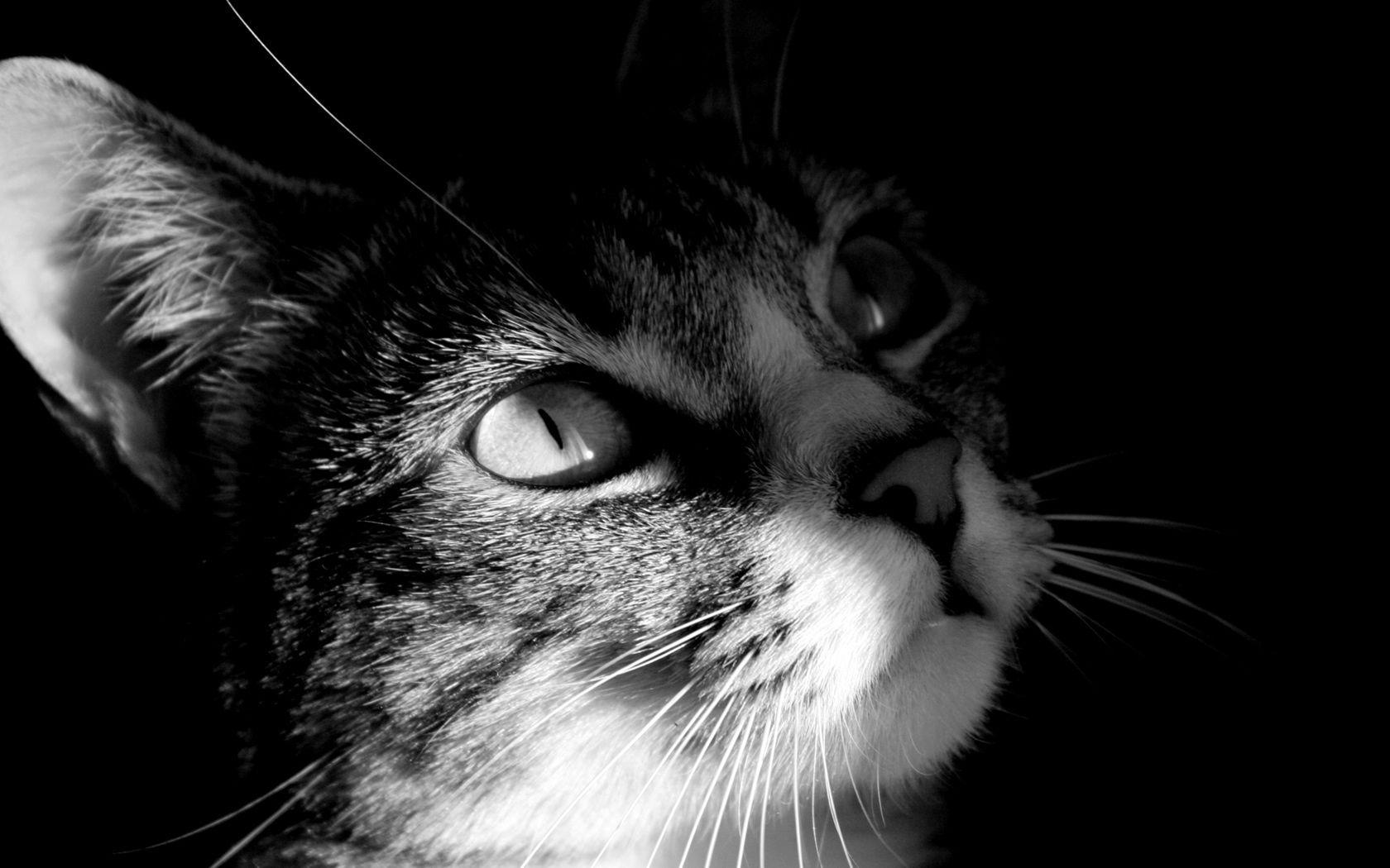 1680x1050 Imagenes Fotos Wallpaper Gatito Blanco Y