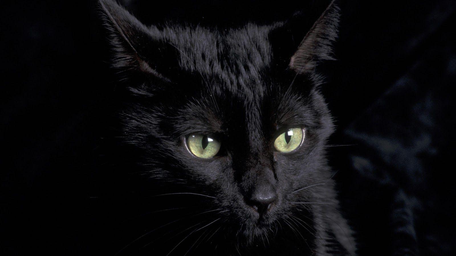 1600x900 Cute Black Cat Wallpaper