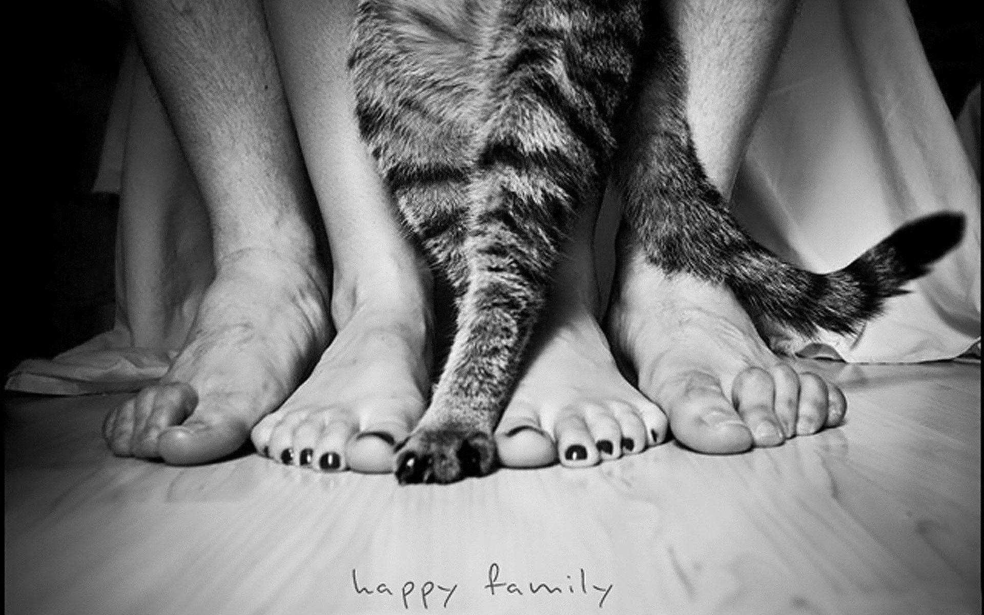 1920x1200 Cats: White Cats Black Feet Paws Animals Pets Grayscale Wild Image