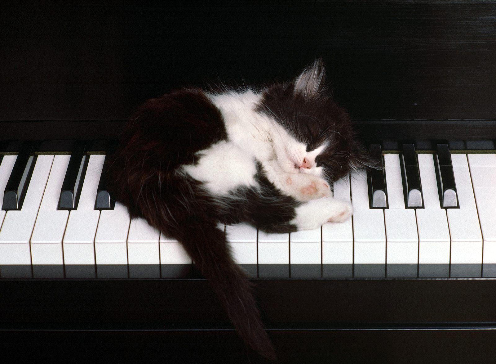 1600x1173 Best Wallpaper: Cats Wallpaper