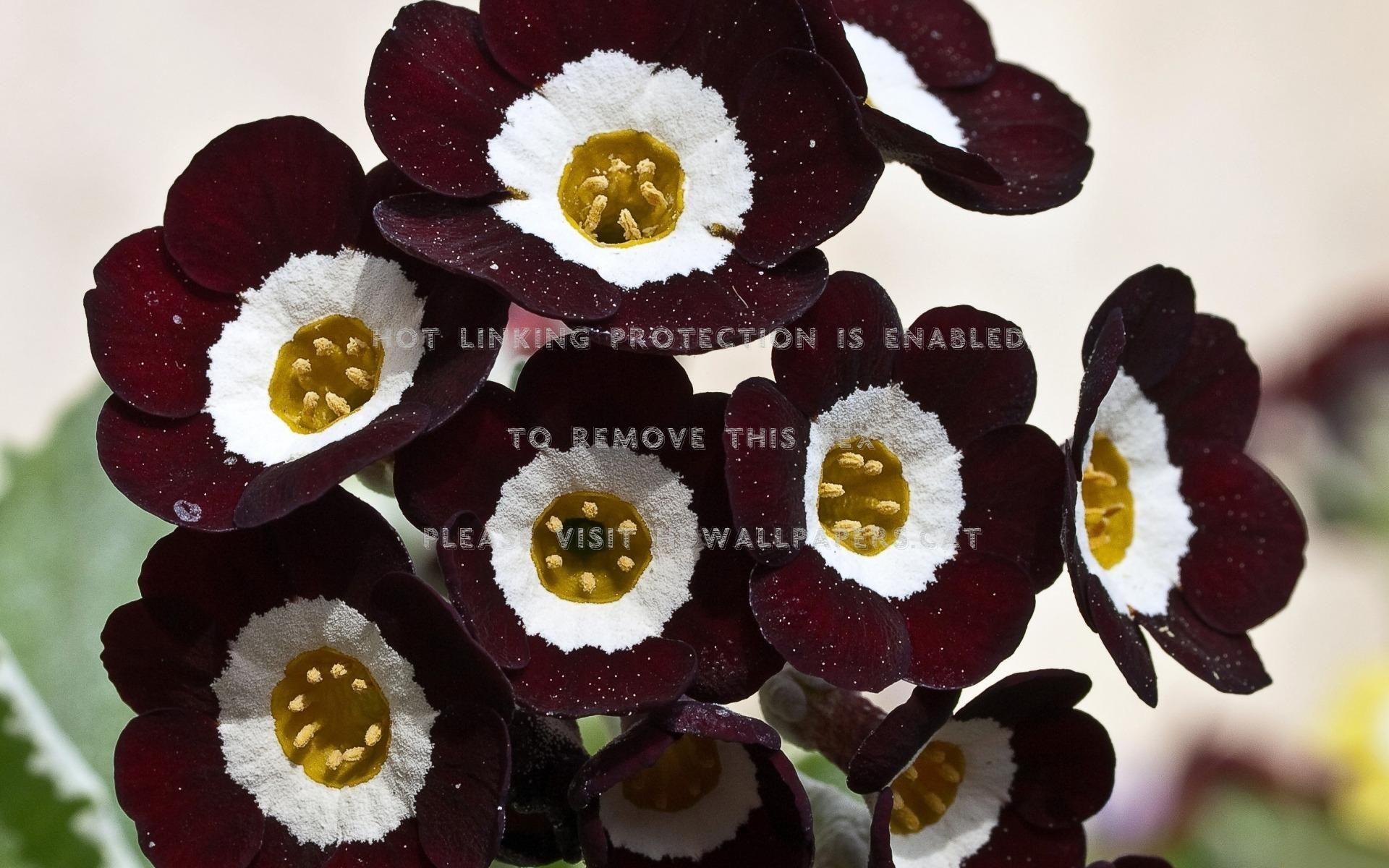 1920x1200 burgundy flowers petals floral naturehdwallpaper.cat