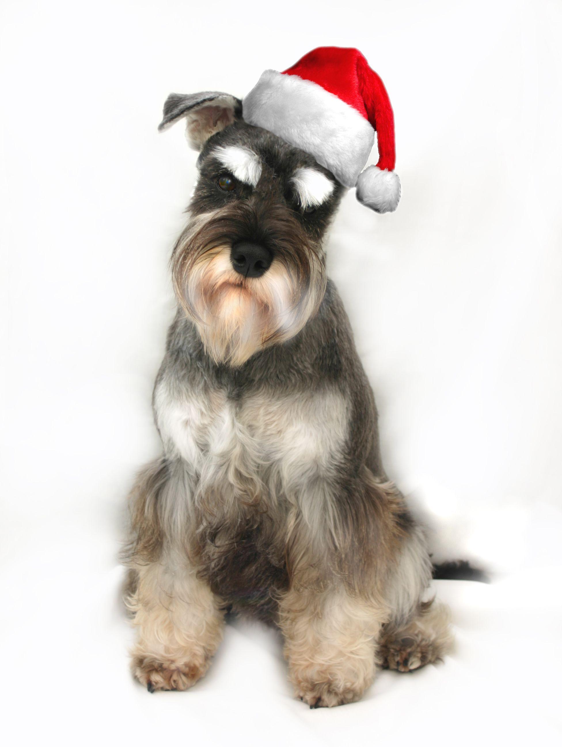1952x2597 Finzi the Miniature Schnauzer at .com