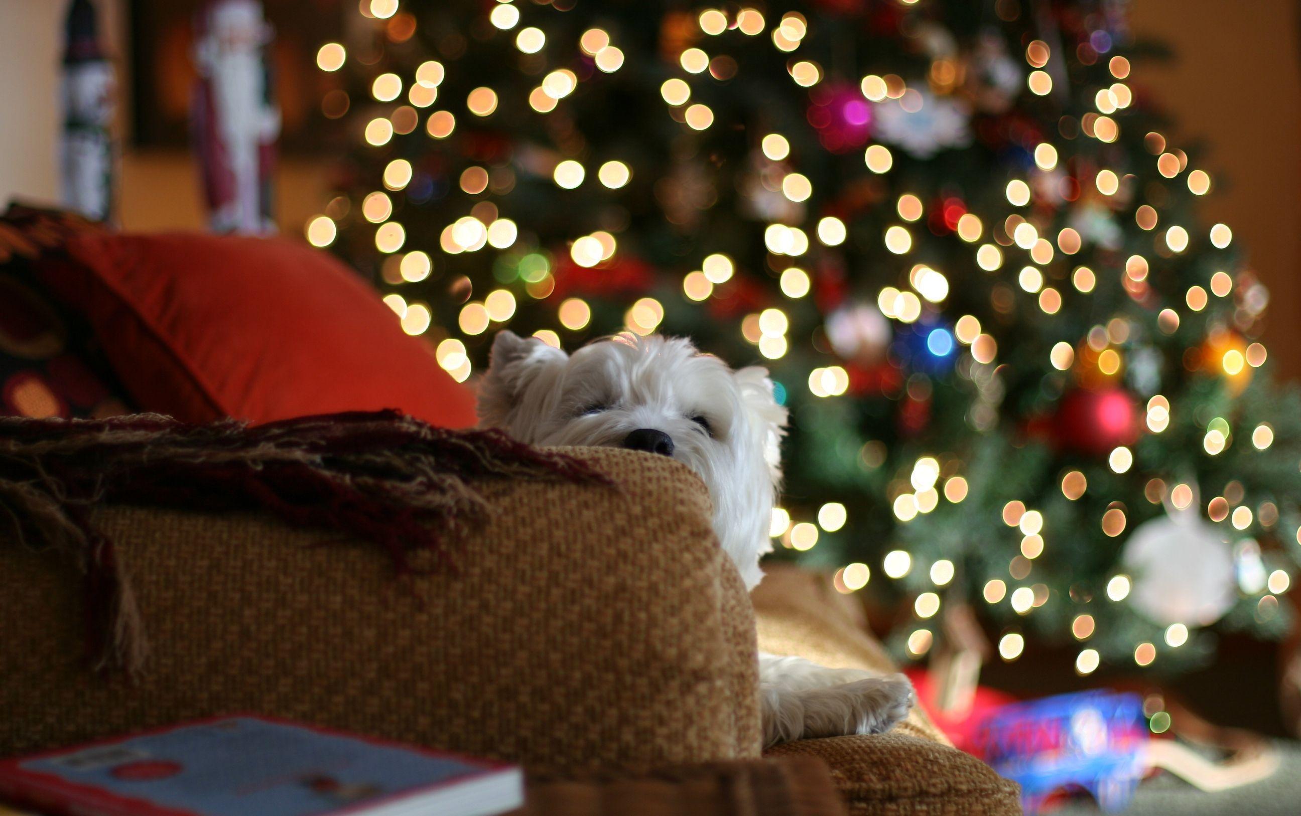 Christmas Schnauzer Wallpapers - Top Free Christmas Schnauzer