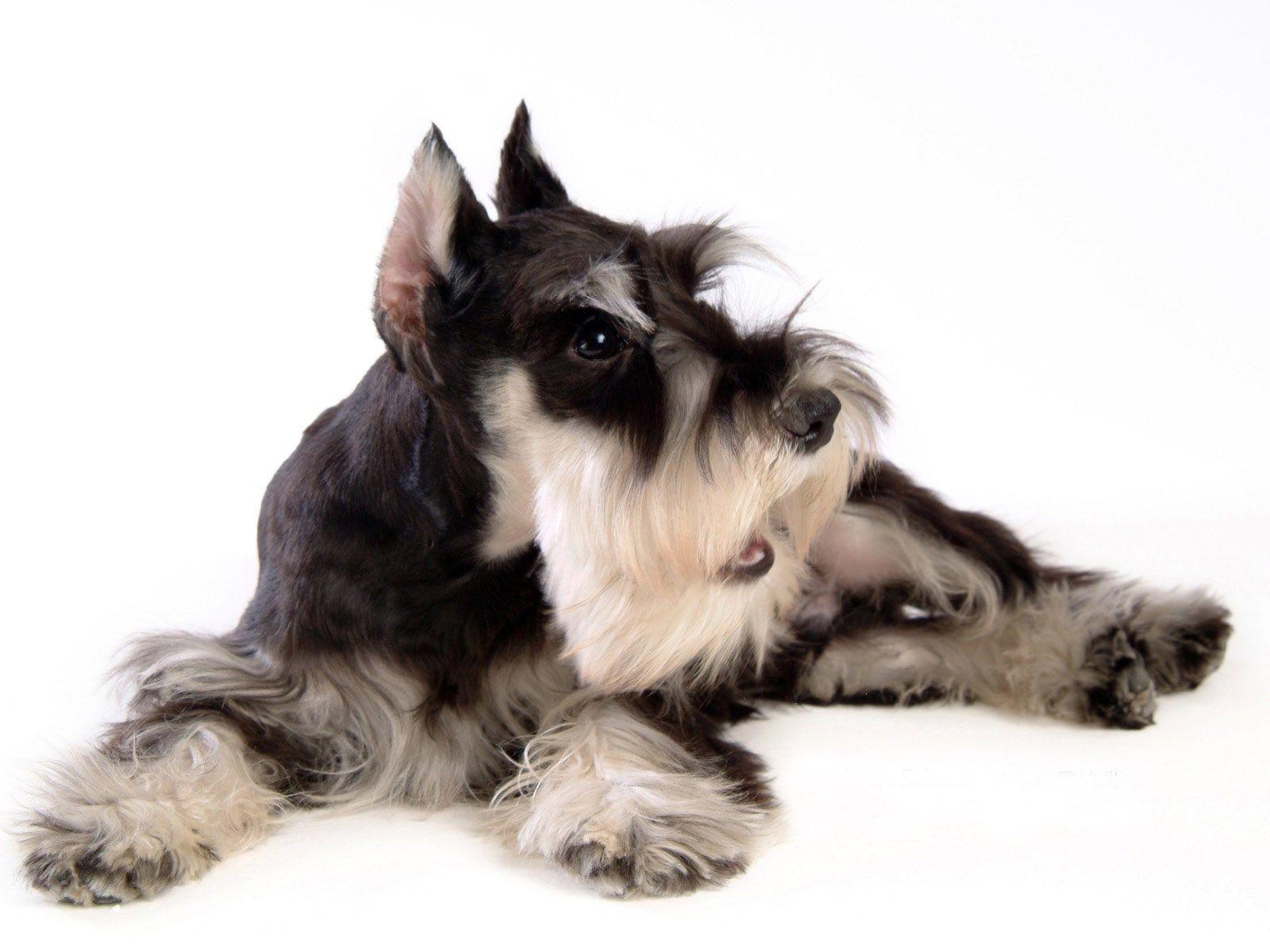 1600x1200 Miniature Schnauzer Wallpaper .