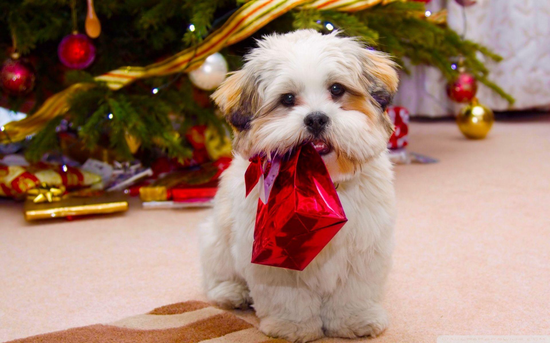 1920x1200 Christmas Dog Computer Wallpaper .
