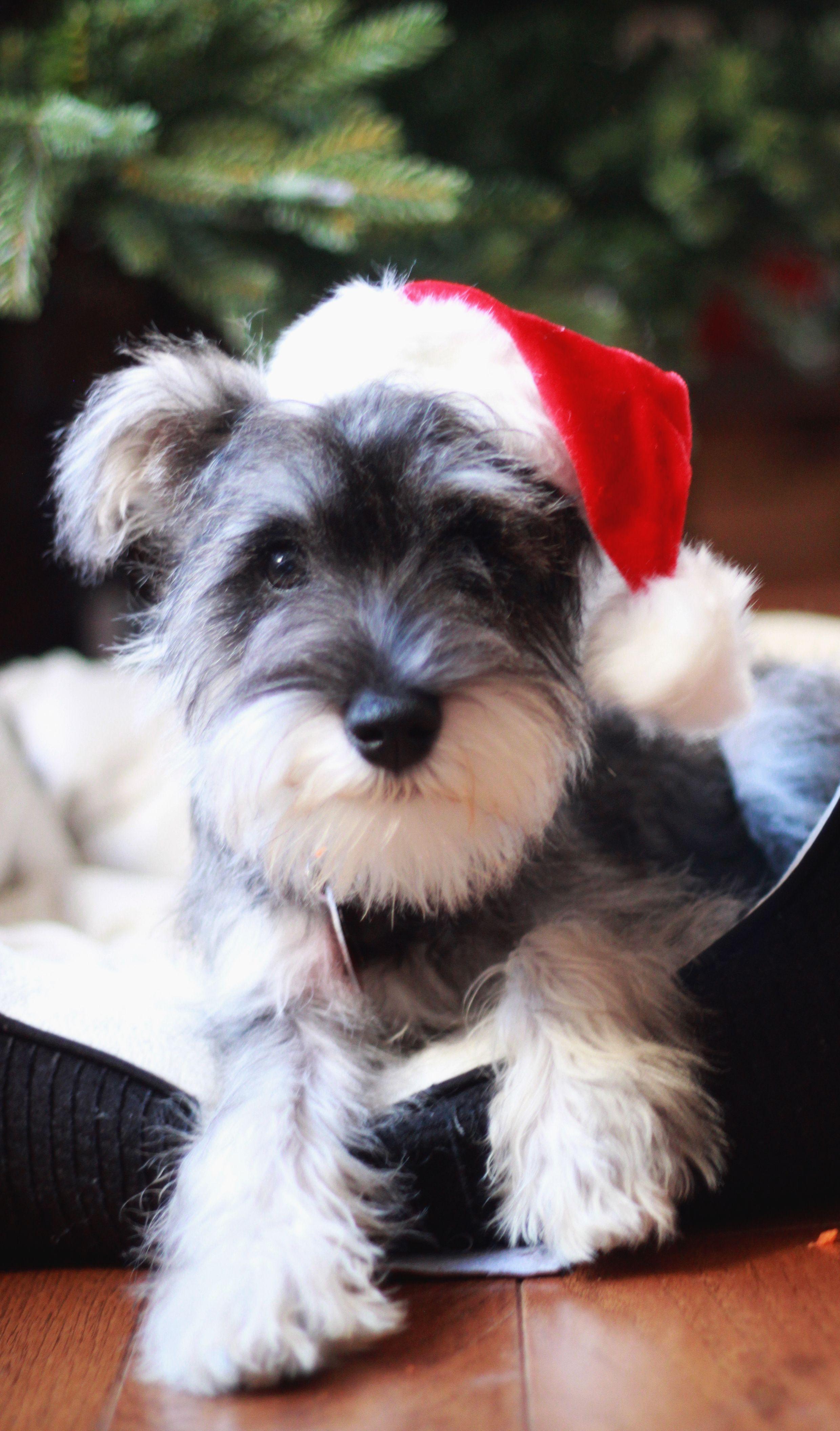 2480x4224 Schnauzer puppy, Miniature schnauzer .com