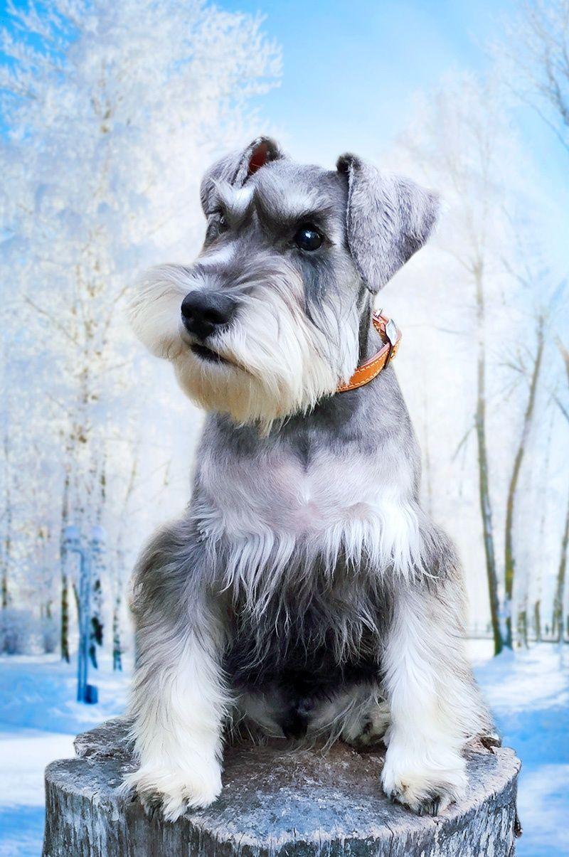 800x1205 Miniature schnauzer, Schnauzer .com