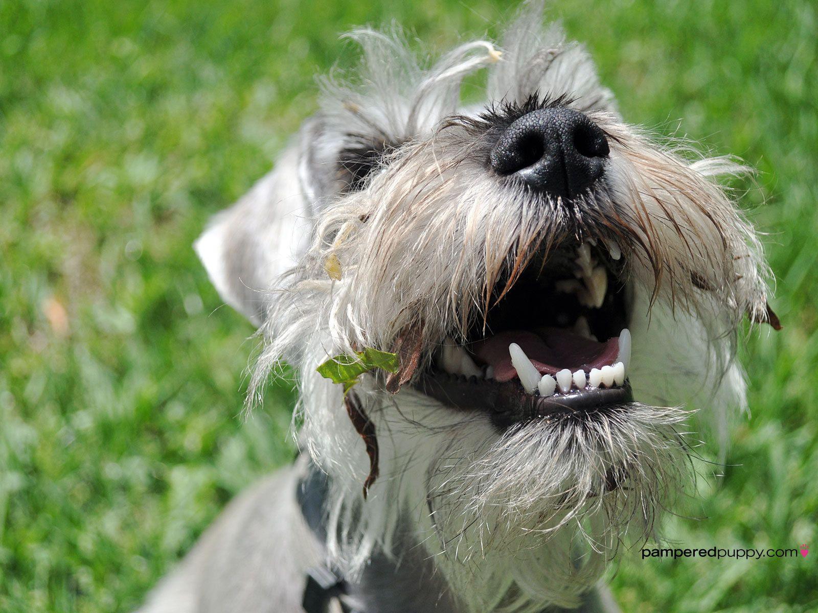 1600x1200 Miniature Schnauzer Wallpaper .