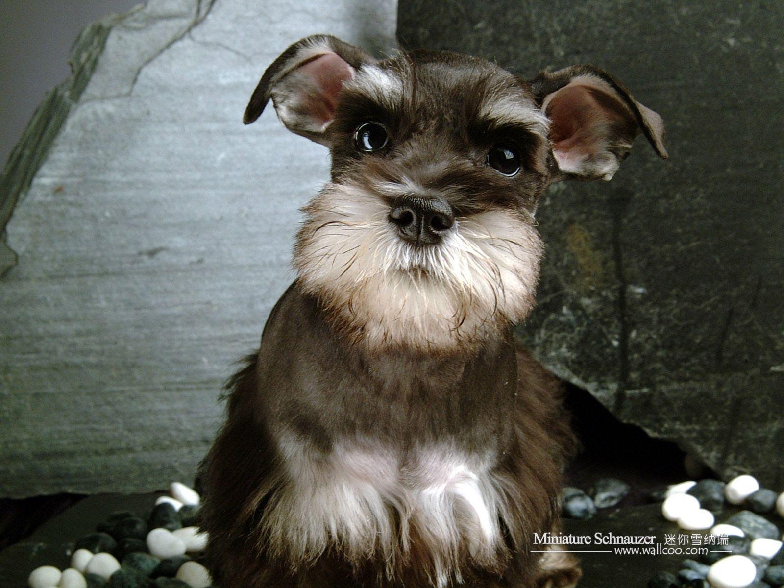 1600x1200 Miniature Schnauzer Wallpaper .