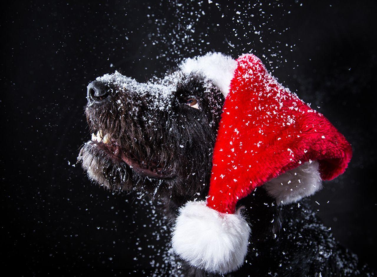 1280x943 Picture Dogs Christmas Winter hat Snow .