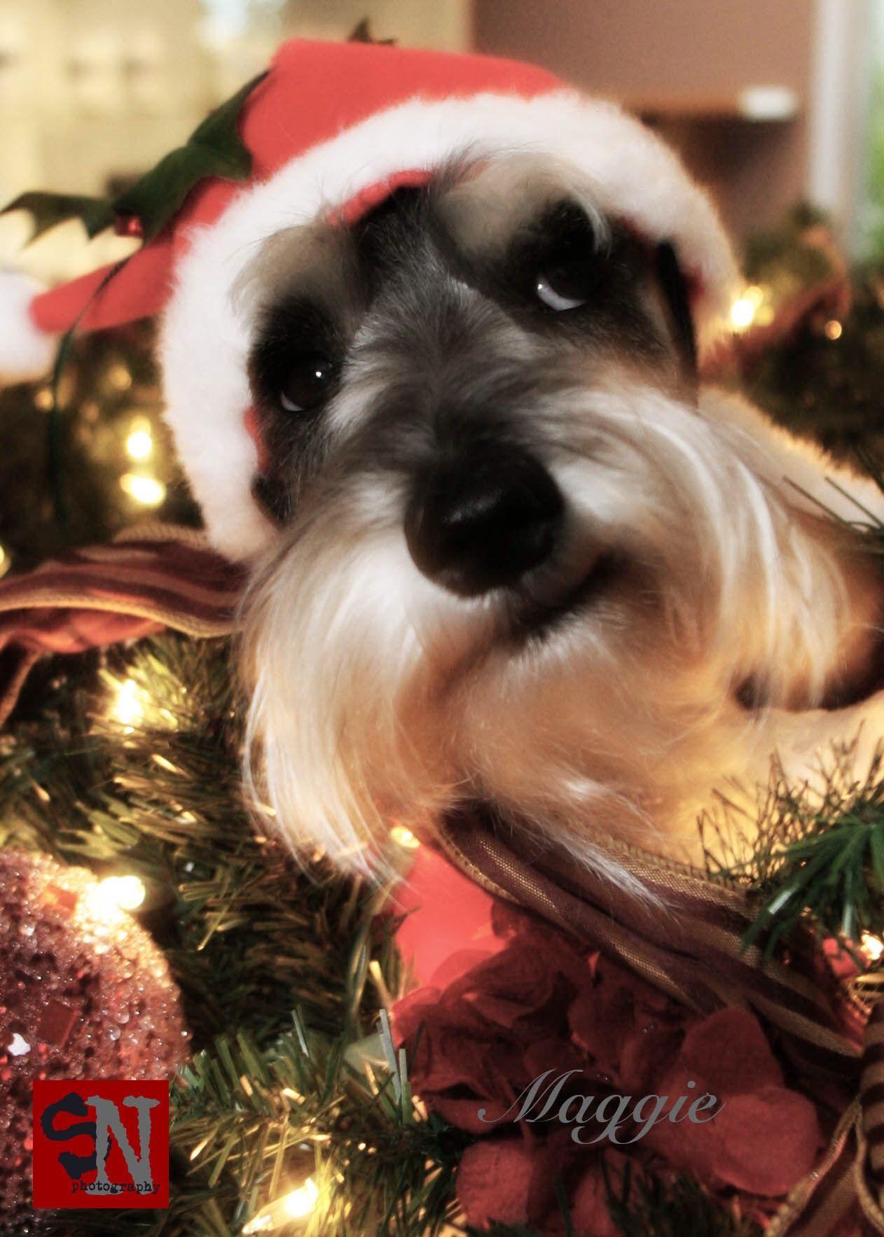 Christmas Schnauzer Wallpapers - Top Free Christmas Schnauzer