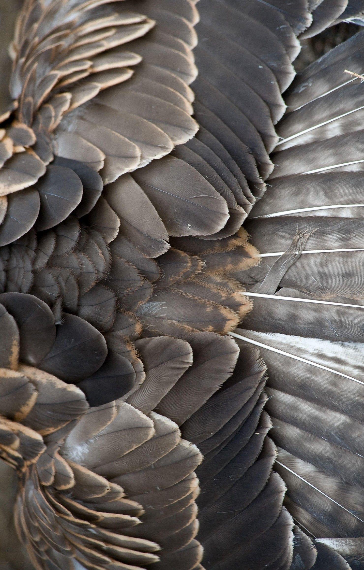 1480x2320 Feather Grey Wallpaper Retina .