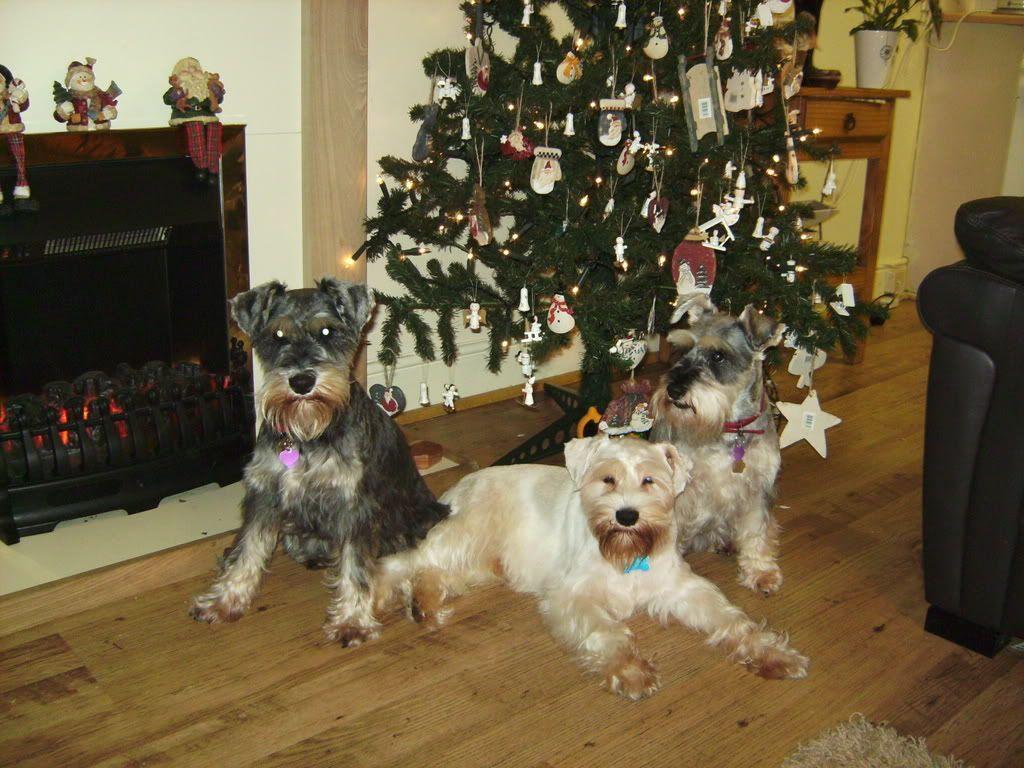 1024x768 The Schnauzer Forumschnauzer Forum.co.uk