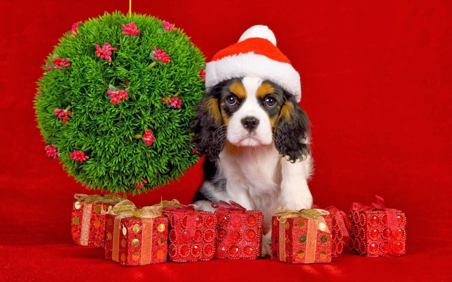 1440x900 Christmas Dog Computer Wallpaper .