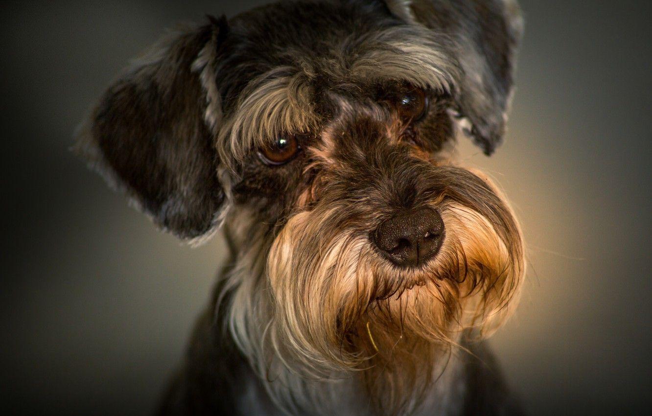 Miniature Schnauzer Wallpapers - Top Free Miniature Schnauzer