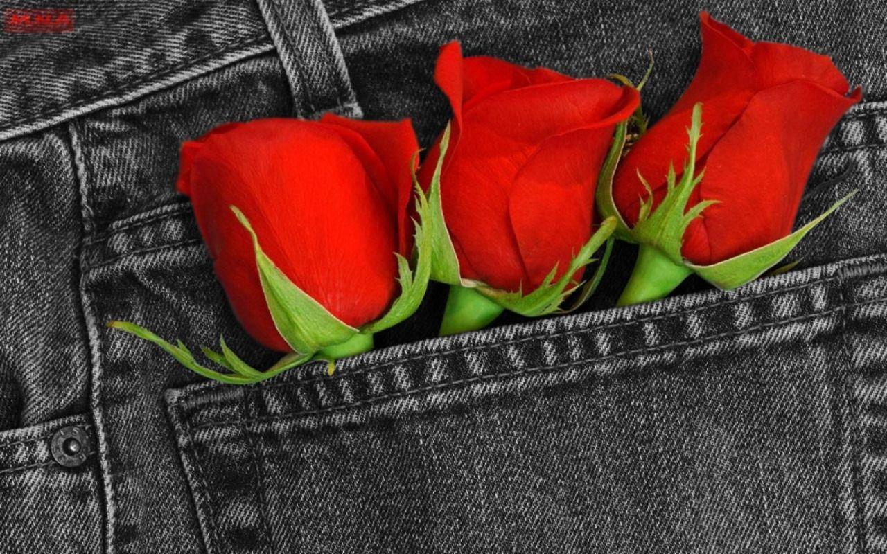 Single Red Rose Wallpapers - Top Free Single Red Rose Backgrounds