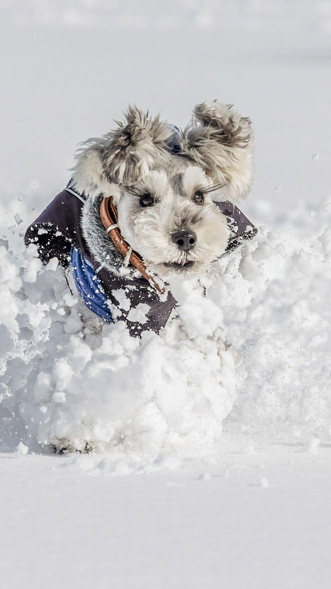 1080x1920 Schnauzer In The Snow iPhone 6 / 6 Plus .