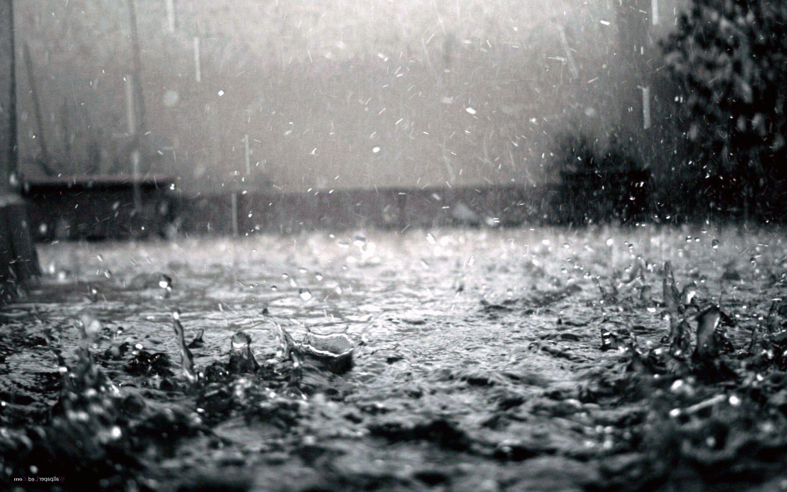 2560x1600 Rain Nature Wallpaper .