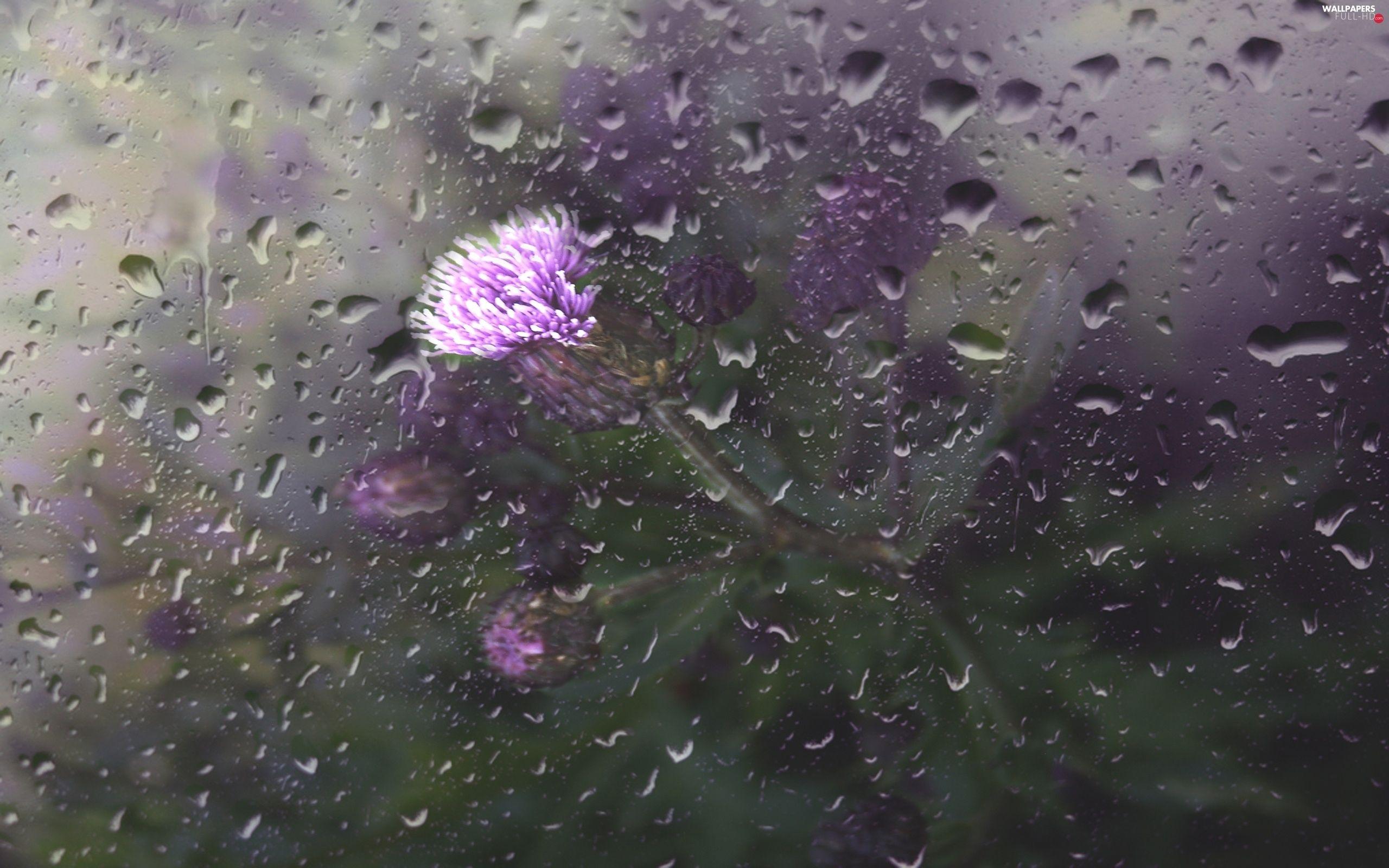 2560x1600 Rain, Drops, Teasel, Glass HD .wallpaper Full