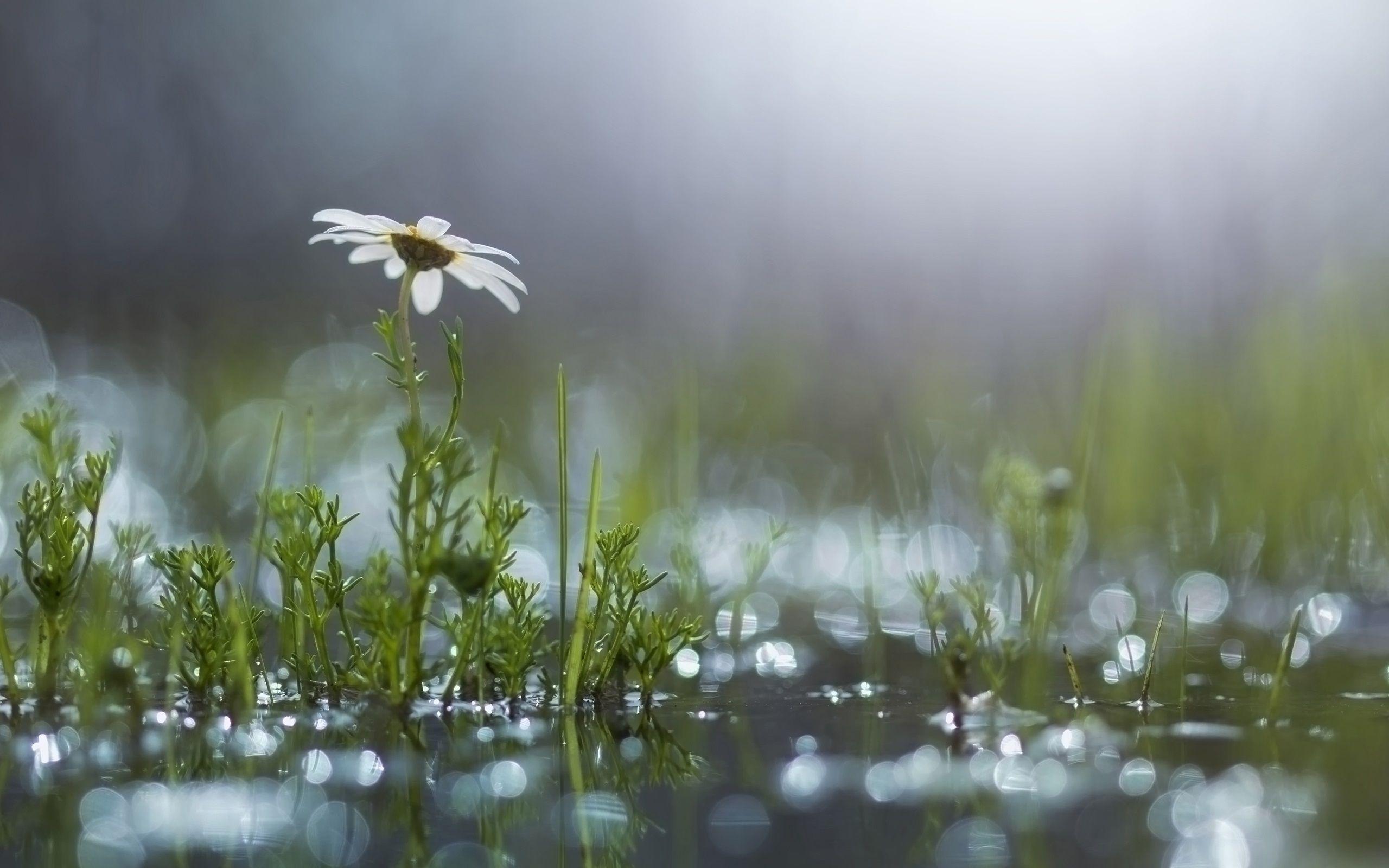 2560x1600 Wallpaper Grass, White Flower, Daisy .best